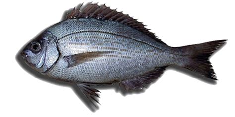 chopa fish